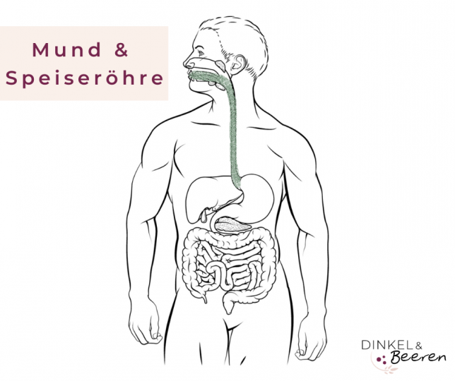 Verdaut dauert ist bis lange wie es essen Verdauung von